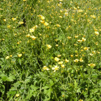 ranunculus_caucasicus1md