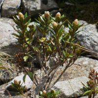 rhododendron_ferrugineum5mv (Rhododendron ferrugineum)