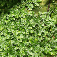 Selaginella pallescens (Sélaginelle)