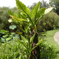typhonodorum_lindleyanum2md (Typhonodorum lindleyanum)