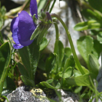 viola_cenisia3md (Viola cenisia)