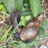 achatina_fulica3md