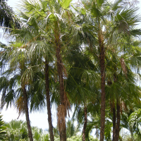 Acoelorraphe wrightii (Palmier des Everglades)