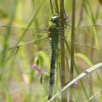 anax_imperator2bd (Anax imperator)