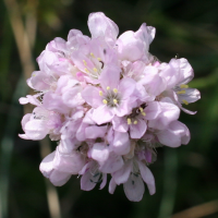 armeria_ruscinonensis3md (Armeria ruscinonensis)