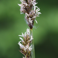 carex_cuprina3md (Carex cuprina)