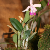 Cattleya intermedia (Cattleya)