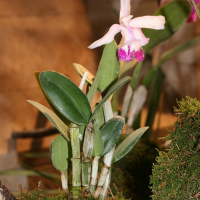 cattleya_intermedia1md (Cattleya intermedia)