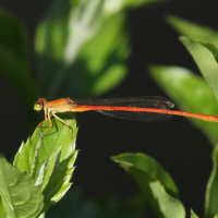 ceriagrion_glabrum6bd (Ceriagrion glabrum)