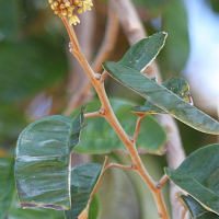 chrysophyllum_cainito8bd (Chrysophyllum cainito)