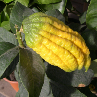 citrus_medica_sarcodactylis2md (Citrus medica var. sarcodactylis)