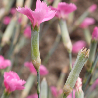 dianthus_caryophyllus2md (Dianthus caryophyllus)