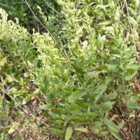Dittrichia viscosa (Inule visqueuse)