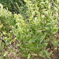 dittrichia_viscosa1md (Dittrichia viscosa)