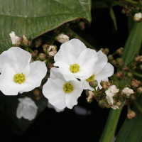 echinodorus_cordifolius2md (Echinodorus cordifolius)