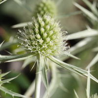 eryngium_campestre5md (Eryngium campestre)