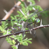 erythemis_vesiculosa4sd