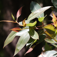 eucalyptus_ficifolia2md (Eucalyptus ficifolia)