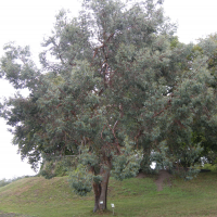 eucalyptus_urnigera1md