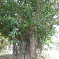 Ficus benghalensis (Banian, Banyan, Figuier des Banyans)