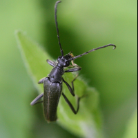 leptura_aethiops2bd