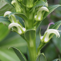 lobelia_stricta5md