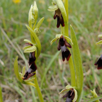 ophrys_insectifera5md