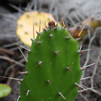 opuntia_monacantha6md