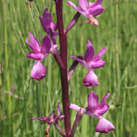 orchis_laxiflora3md (Anacamptis laxiflora)