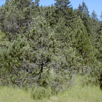 Pinus uncinata (Pin à crochets)