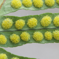 polypodium_vulgare6md