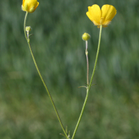 ranunculus_acris5md