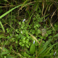 Wahlenbergia hederacea (Wahlenbergie à feuilles de lierre)