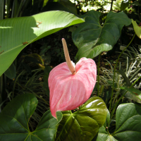 anthurium_cristallinum2md (Anthurium cristallinum)