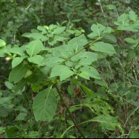Atropa belladonna (Belladone)