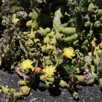 Austrocylindropuntia cylindrica (Cactus)