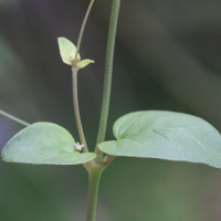 boerhavia_coccinea9md (Boerhavia coccinea)