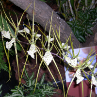 Brassia verrucosa (Brassia)