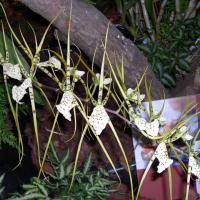 brassia_verrucosa1fca (Brassia verrucosa)