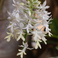 calanthe_triplicata2md (Calanthe triplicata)