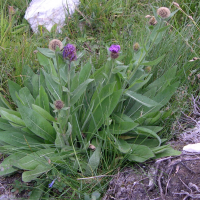 Centaurea nervosa ssp. nervosa (Centaurée uniflore)