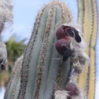 cereus_aethiops4md (Cereus aethiops)