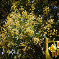 Cotinus_coggygria (Cotinus coggygria)