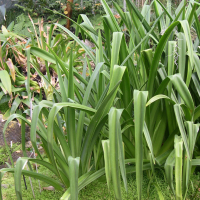 crinum_mauritianum4md