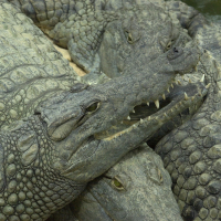 crocodylus_niloticus3md