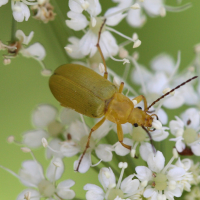 cteniopus_sulphureus2sd (Cteniopus sulphureus)