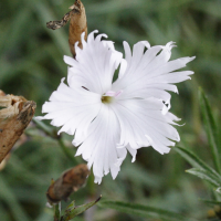 Dianthus serotinus (Œillet)