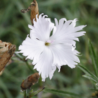 dianthus_serotinus1md (Dianthus serotinus)