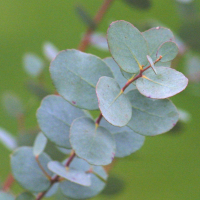 Eucalyptus gunnii (Eucalyptus)