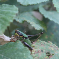 eupholidoptera_chabrieri2bd (Eupholidoptera chabrieri)